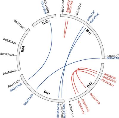 Identification of GATA Transcription Factors in Brachypodium distachyon and Functional Characterization of BdGATA13 in Drought Tolerance and Response to Gibberellins